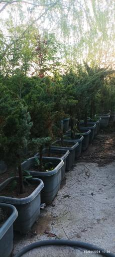 عکس شرکت رویال نهال