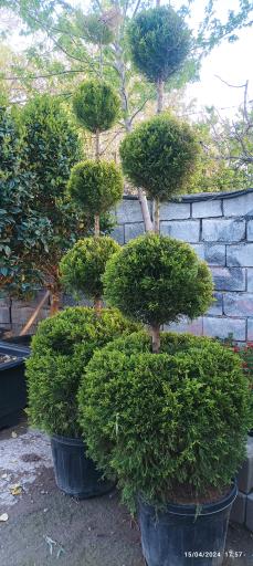 عکس شرکت رویال نهال