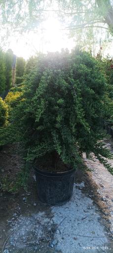 عکس شرکت رویال نهال