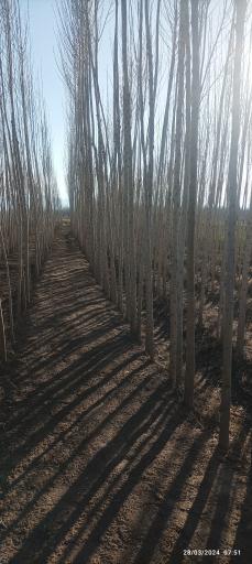 عکس شرکت رویال نهال