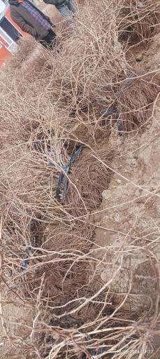 عکس شرکت رویال نهال