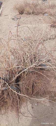 عکس شرکت رویال نهال