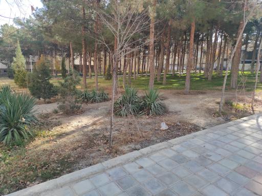 عکس بوستان کاج 3