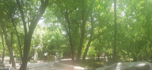 عکس باغ گل نرگس