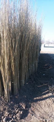 عکس شرکت رویال نهال