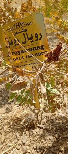 عکس شرکت رویال نهال