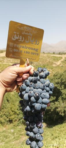 عکس شرکت رویال نهال