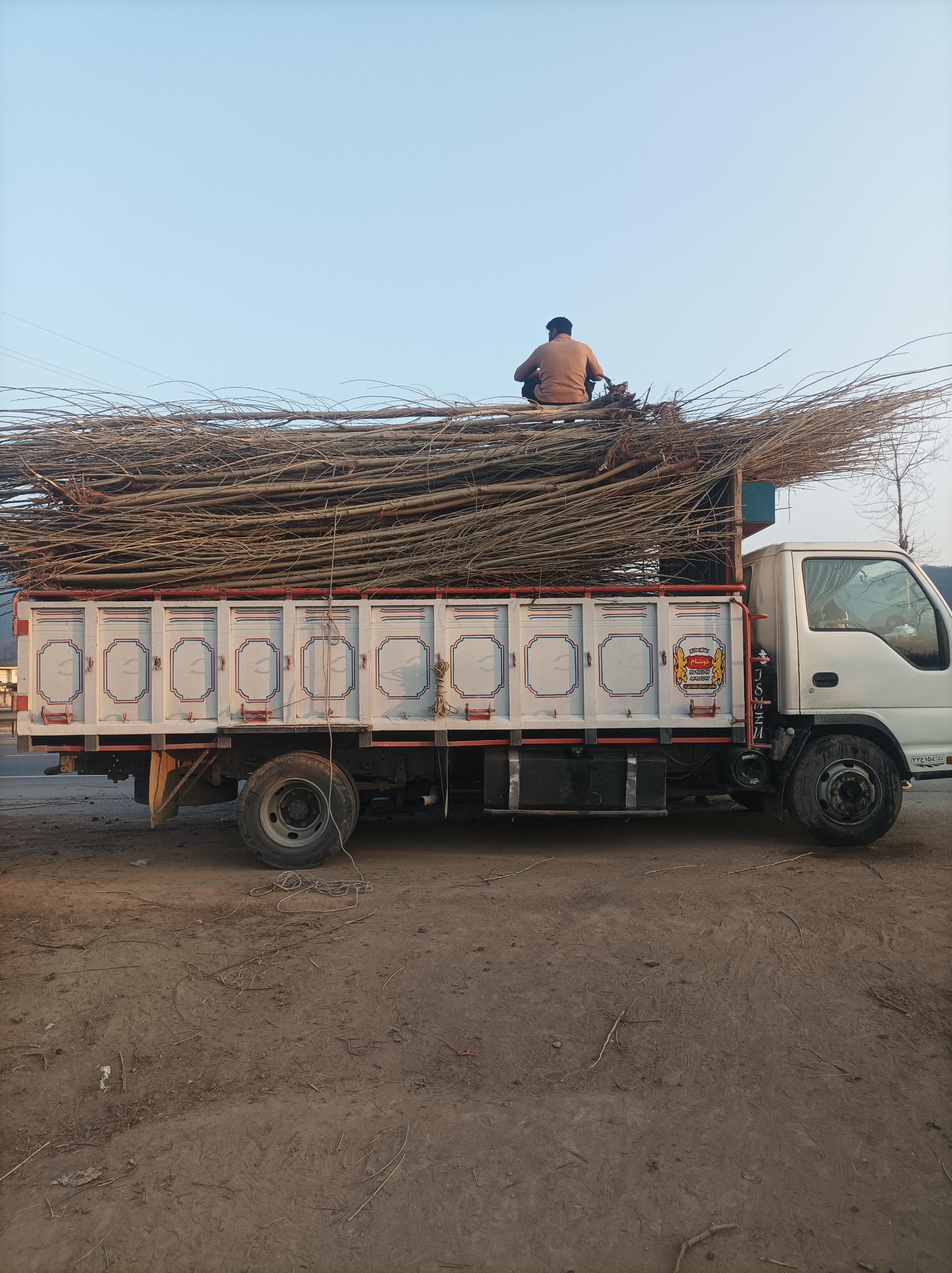 عکس شرکت رویال نهال