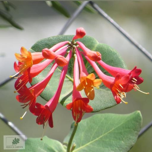 عکس نهالستان پرسیکا گاردن