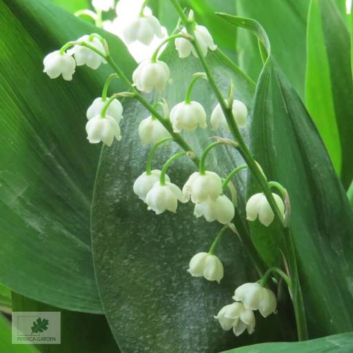 عکس نهالستان پرسیکا گاردن