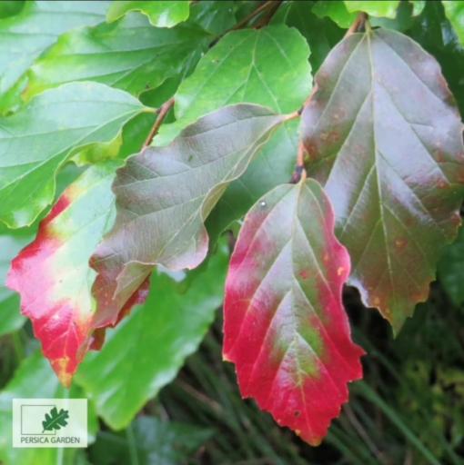 عکس نهالستان پرسیکا گاردن