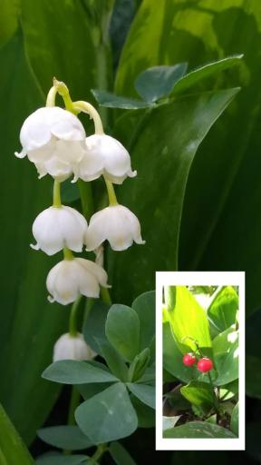 عکس نهالستان پرسیکا گاردن