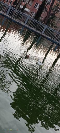 استخر پارک رسالت