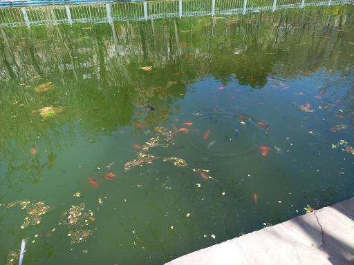 استخر پارک رسالت