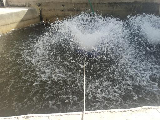 عکس مزرعه پرورش ماهی و اردک مقدم