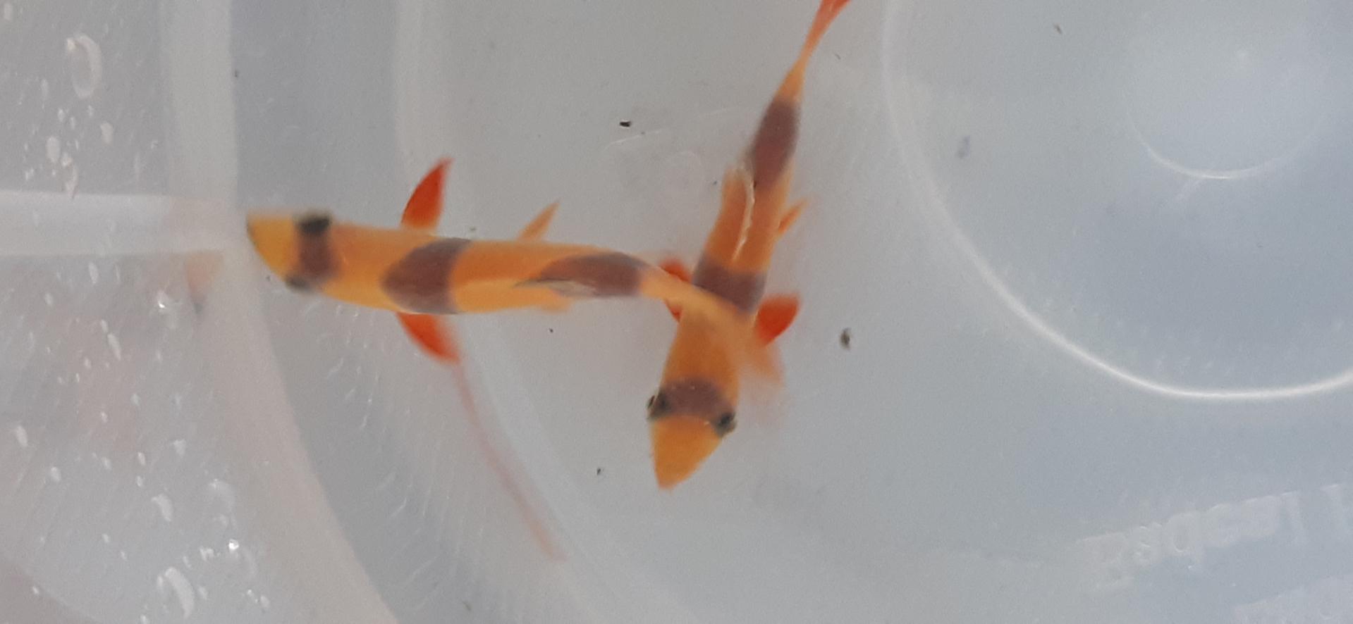 عکس آکواریوم آنجل رشت