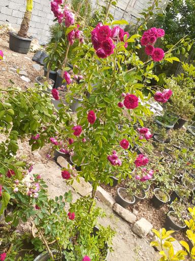 عکس گلکده طراوت رودسر