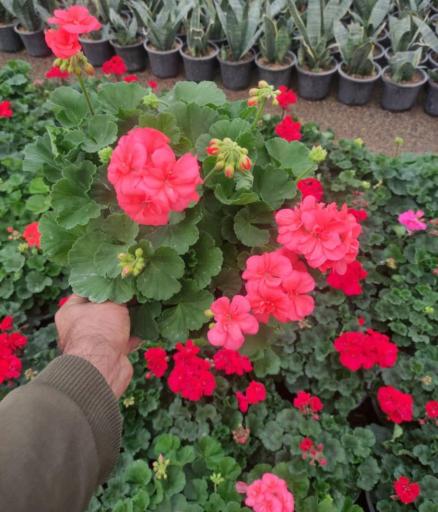 عکس گلکده طراوت رودسر