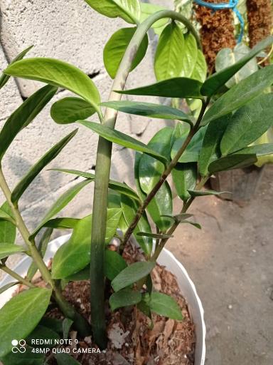 عکس گلخانه ملائک 