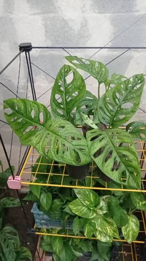 عکس گلخانه ملائک 