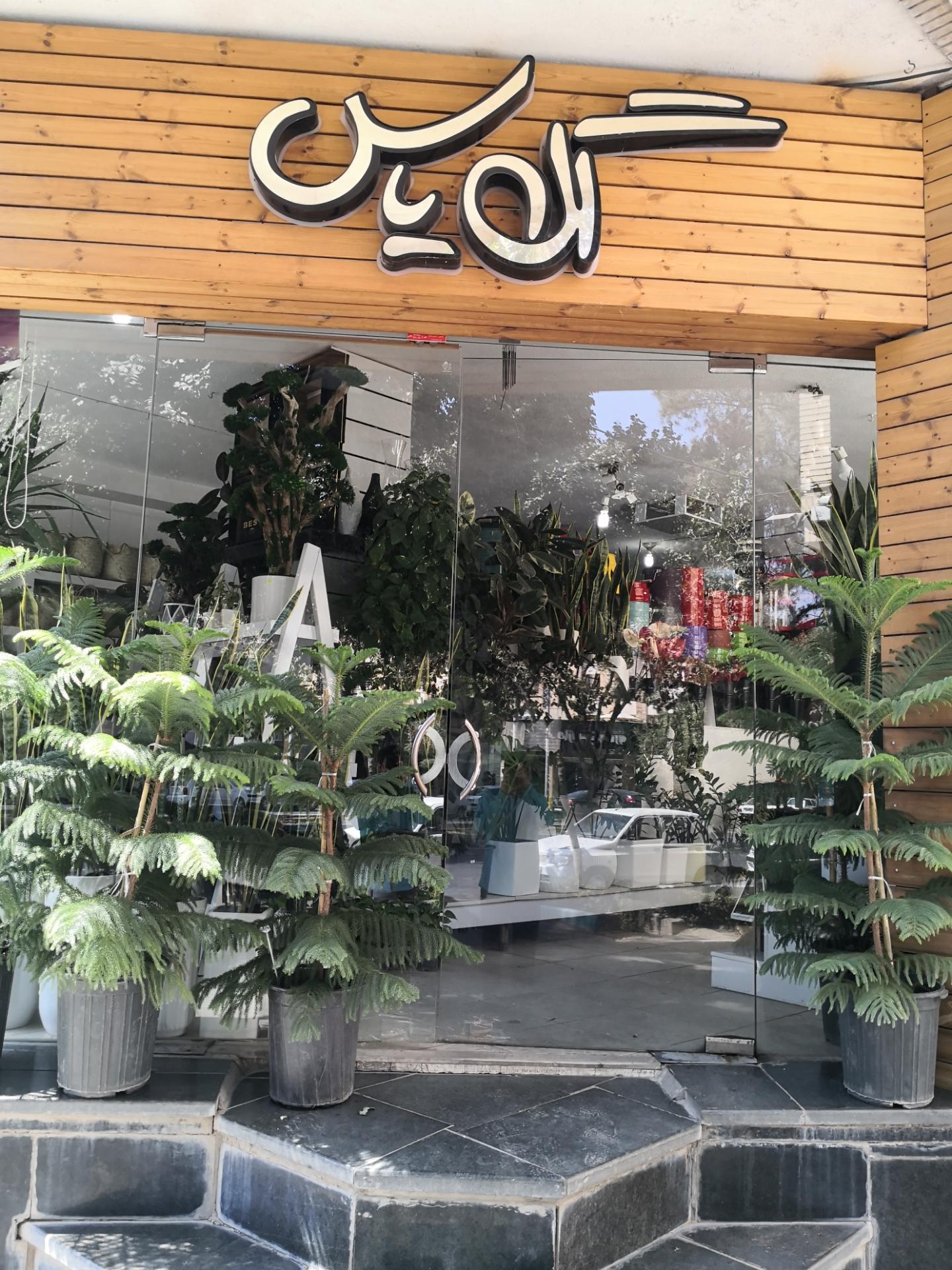 عکس گل یاس (گل روز)