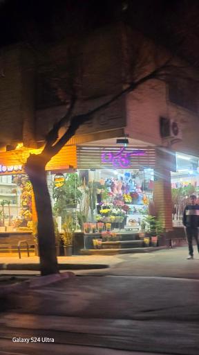 عکس گل یاس (گل روز)