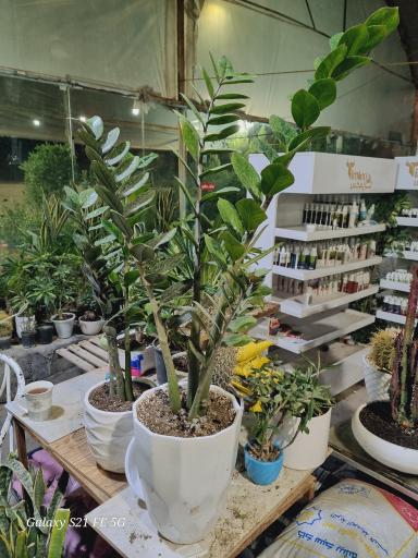 عکس گلسرای بیشه