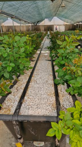 عکس تولیدی گل و گیاه نلین (گلخانه فدک)