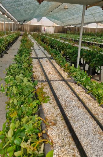 عکس تولیدی گل و گیاه نلین (گلخانه فدک)