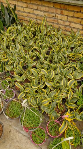 عکس تولیدی گل و گیاه نلین (گلخانه فدک)