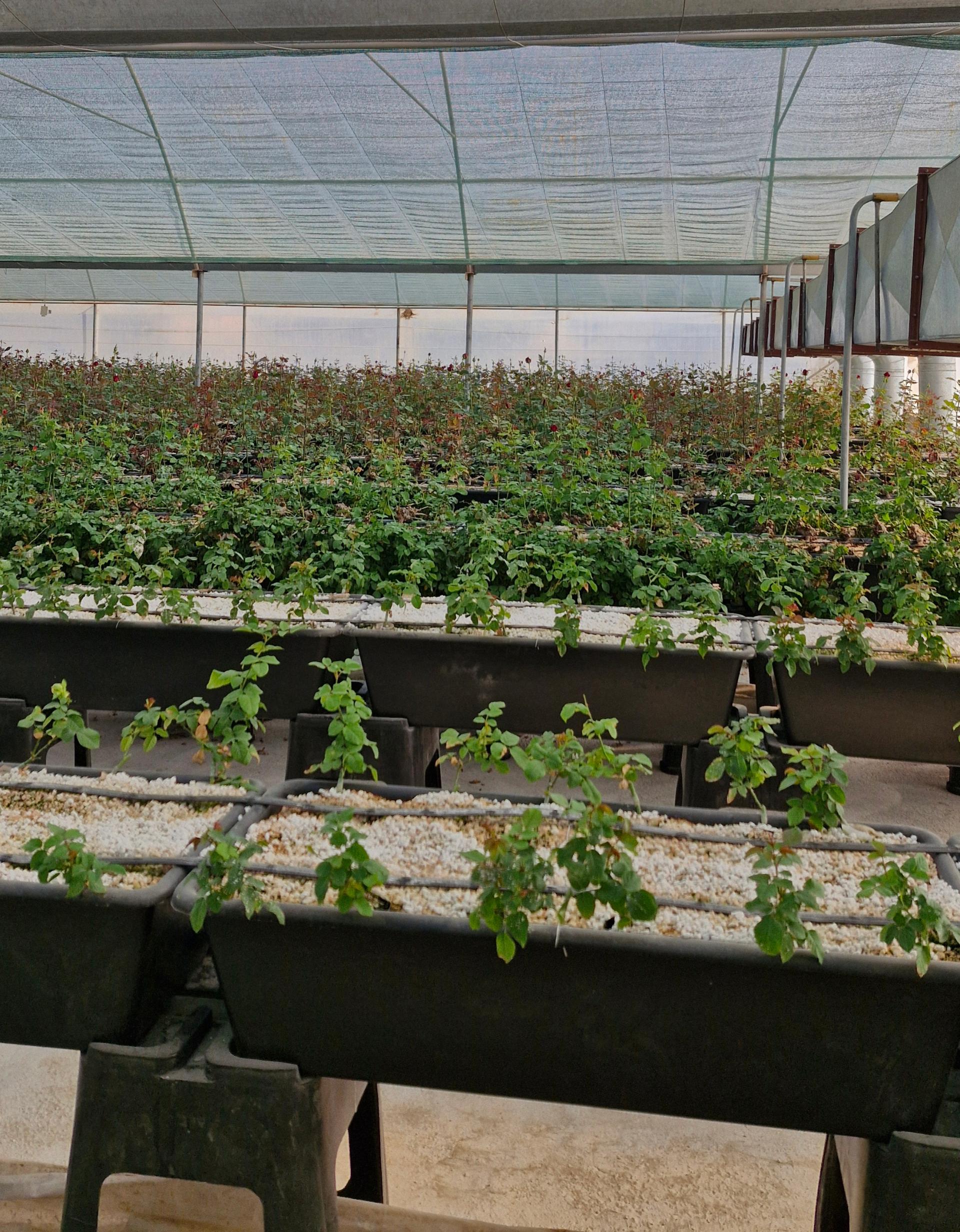 عکس تولیدی گل و گیاه نلین (گلخانه فدک)