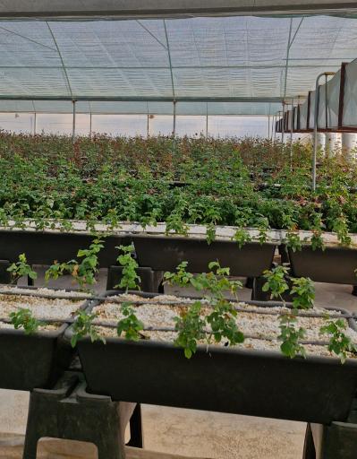 عکس تولیدی گل و گیاه نلین (گلخانه فدک)