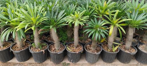 عکس تولیدی گل و گیاه نلین (گلخانه فدک)