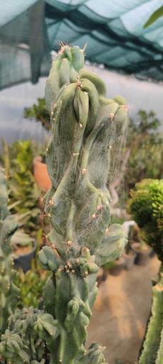 عکس تولیدی گل و گیاه نلین (گلخانه فدک)