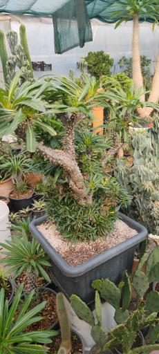 عکس تولیدی گل و گیاه نلین (گلخانه فدک)