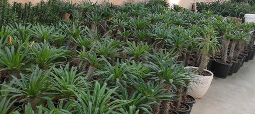 عکس تولیدی گل و گیاه نلین (گلخانه فدک)