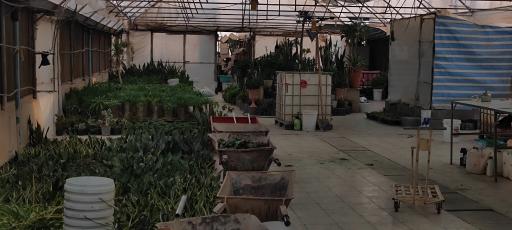 عکس تولیدی گل و گیاه نلین (گلخانه فدک)