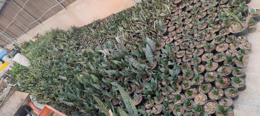 عکس تولیدی گل و گیاه نلین (گلخانه فدک)