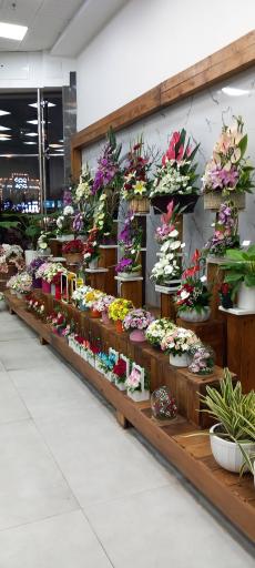 عکس گل آرامیس