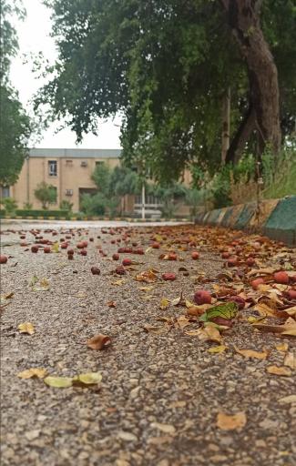 عکس دانشگاه نفت اهواز