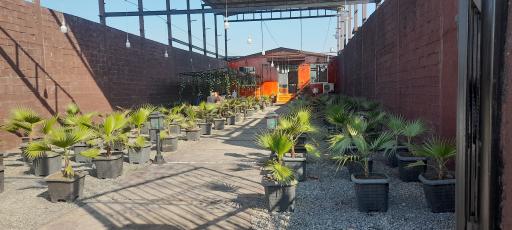 عکس کافه پالم