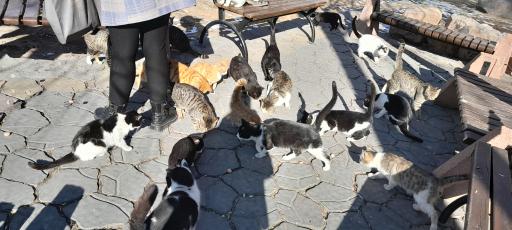 پارک باغ امامی