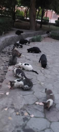 عکس پارک باغ امامی