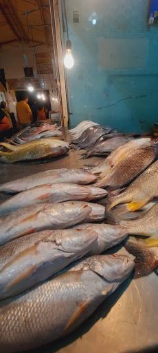 عکس بازار ماهی فروش ها