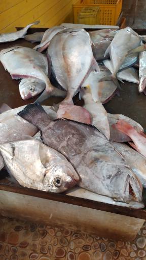 عکس بازار ماهی فروش ها