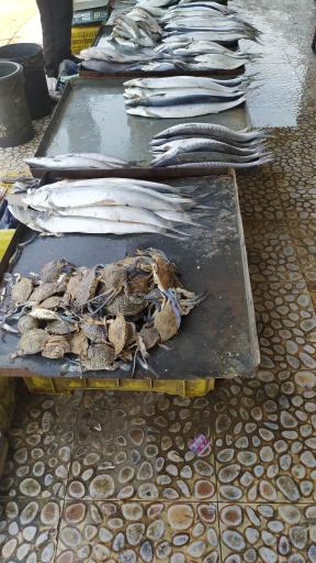 عکس بازار ماهی فروش ها