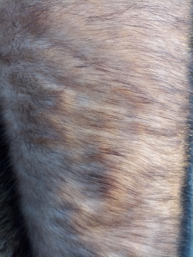 عکس خز و پولیش سلیمانی (سپهر)