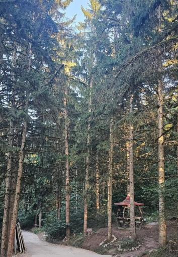 عکس جنگل آداس