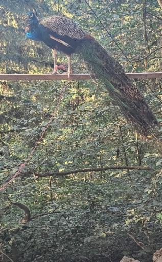 عکس جنگل آداس