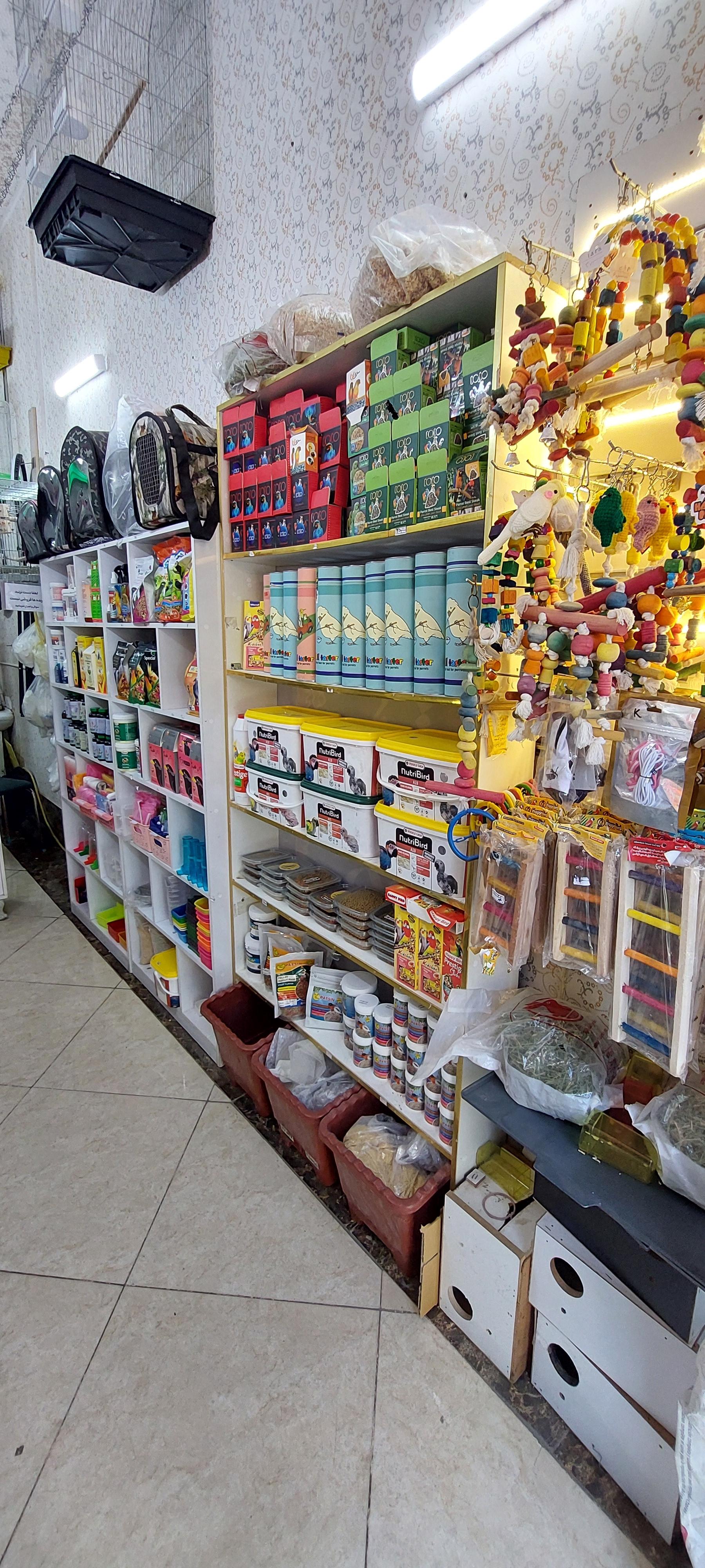 عکس طوطی مارکت